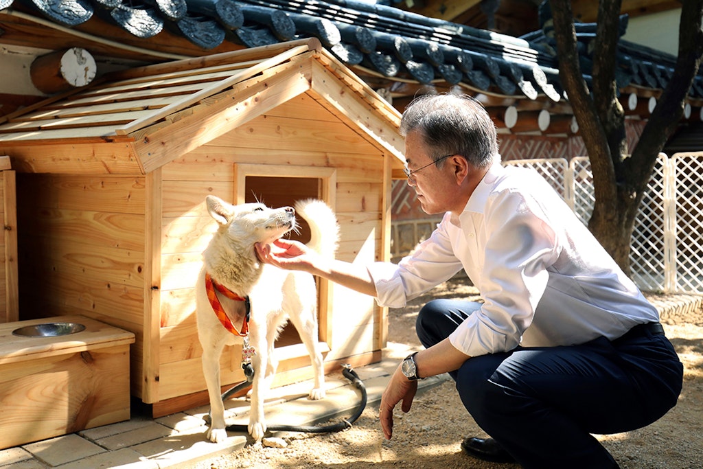 Der südkoreanische Ex-Präsident Moon Jae In fordert Unterhalt für die beiden Pungsan-Hunde, weil sie ein Geschenk waren. Er hatte sie von Nordkoreas Diktator Kim Jong-Un erhalten.