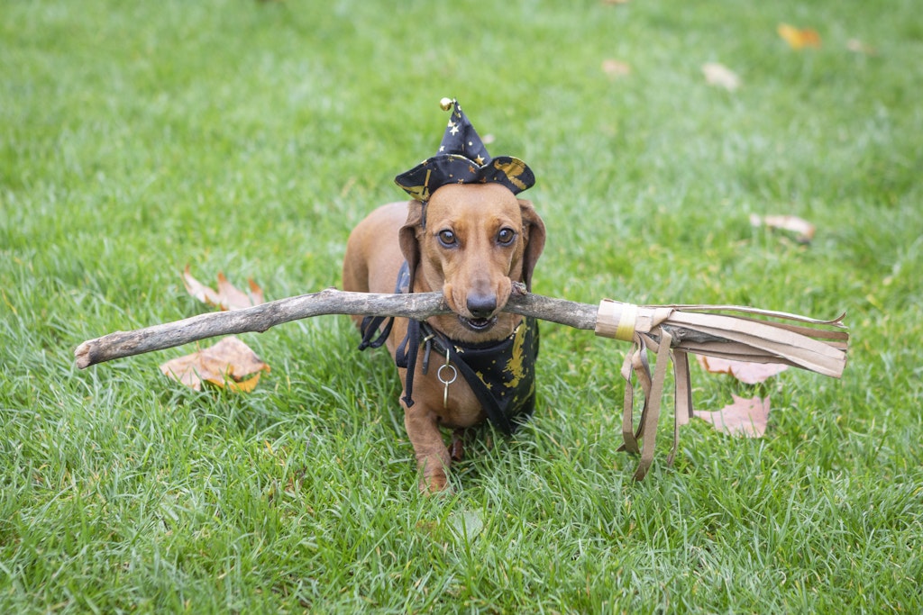 Nur jeder dritte Hund ist bisher im Berliner Hunderegister erfasst.