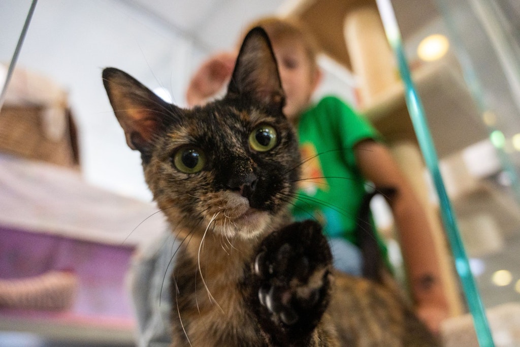  Die Katze Urania sitzt in ihrer Box im Tierheim Berlin. Wenn ihr vorgelesen wird, verliert sie ihre Scheu. 