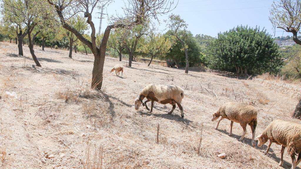 Nicht nur diesen Sommer ächzte die Insel Mallorca unter Hitze und Dürre.