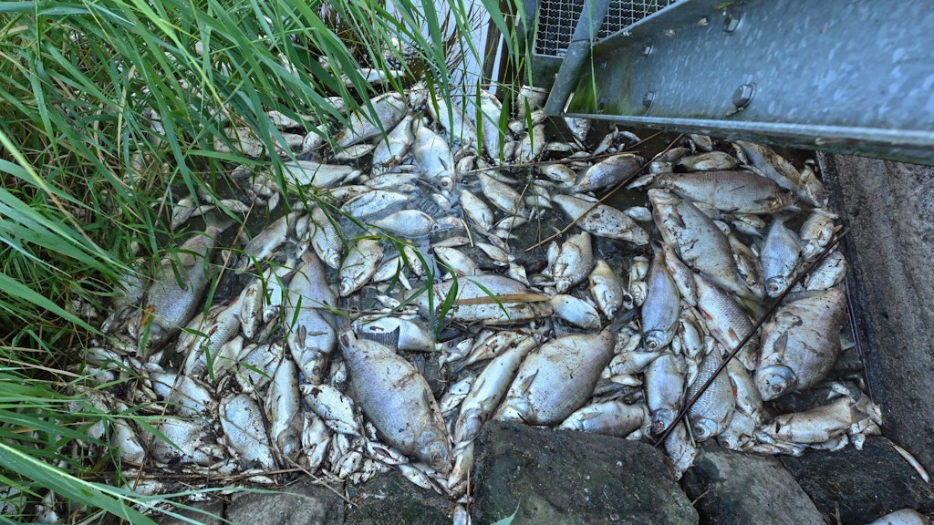 August 2022: Tote Fische haben sich an einem Wehr im deutsch-polnischen Grenzfluss Westoder auf der Wasseroberfläche gesammelt. 