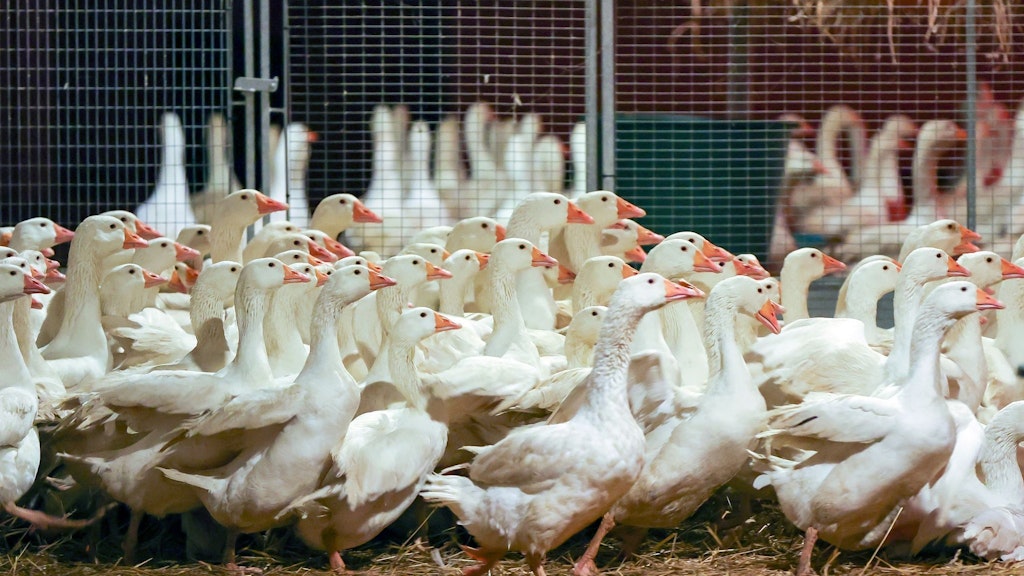 Zuchtgänse laufen durch einen Stall. An Weihnachten wird nach Befürchtung von Geflügelzüchtern wegen der kursierenden Vogelgrippe so mancher auf die traditionelle Weihnachtsgans verzichten müssen.