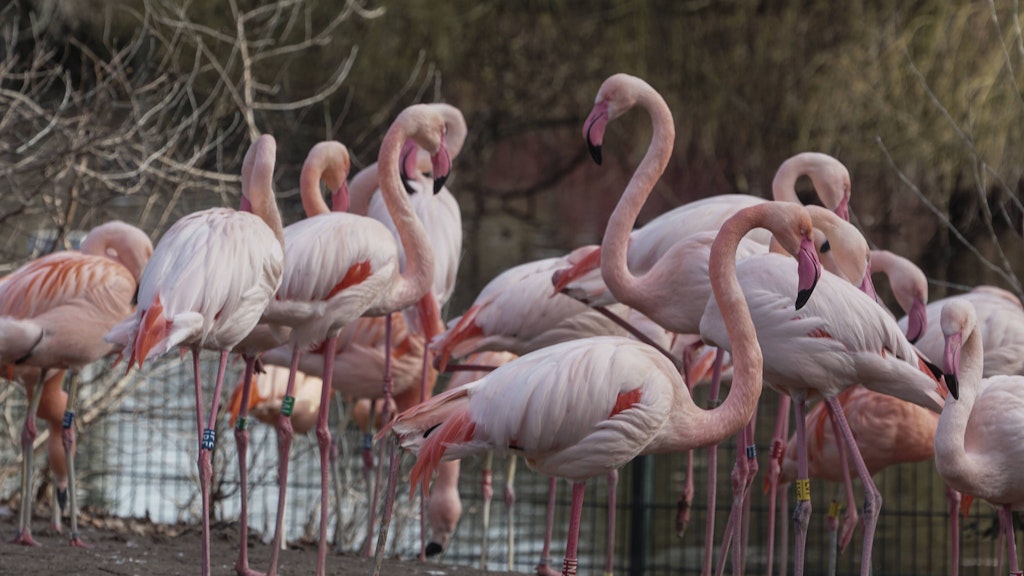Flamingos in Zoo und Tierpark müssen nun untersucht werden. 