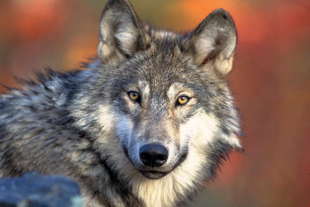Ein junger Wolf musste in Görlitz aus einer misslichen Lage befreit werden. 