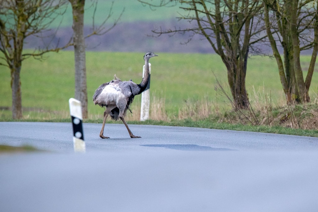 Ein Nandu spaziert über ein Straße. 
