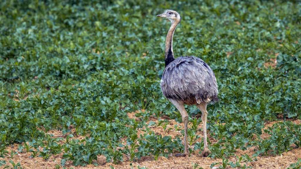 Ein wild lebender Nandu läuft bei der Futtersuche über ein Feld. 