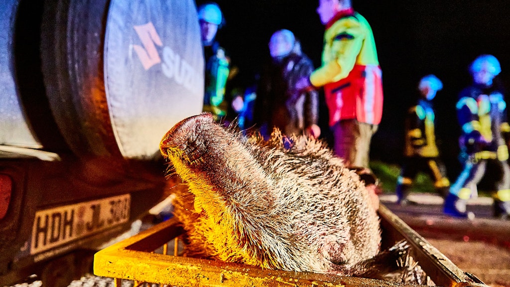 Ein verendetes Wildschwein wird abtransportiert. 