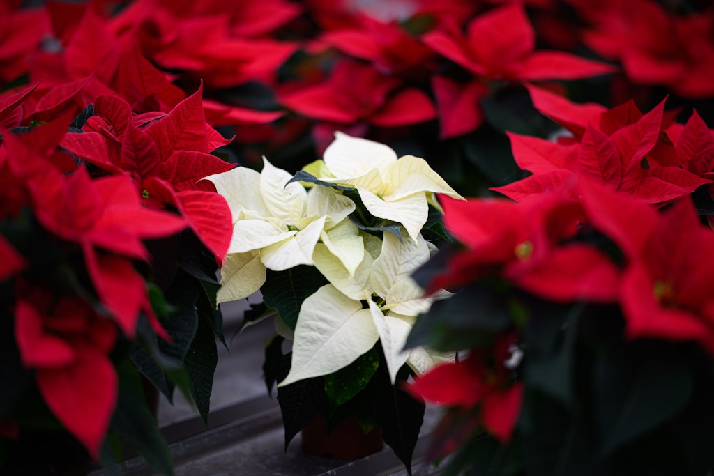 Weihnachtssterne gibt es im klassischen Rot, aber auch in vielen anderen Farben. Alle mögen es warm und hell. Kälte, Frost und Zugluft sind schädlich für die empfindlichen Pflanzen. 