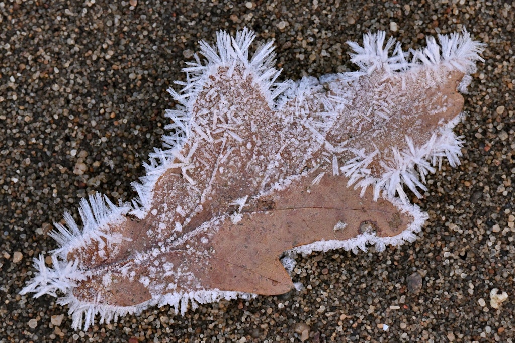 Der Frost hat Eiskristalle auf einem Blatt einer Eiche entstehen lassen. Und laut Wetter-Experten kommt die klirrende Kälte wohl bald zurück.