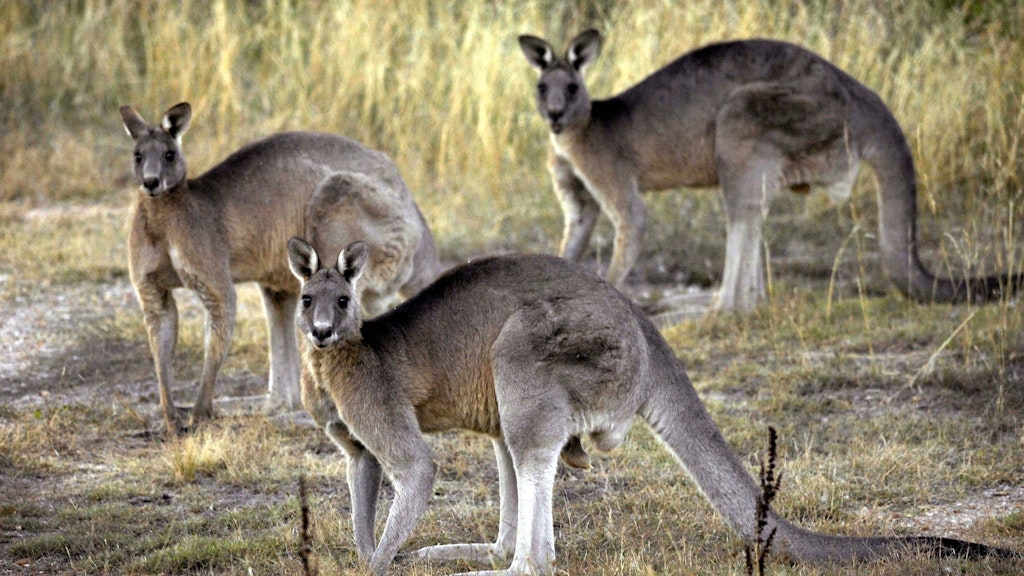 Bennett-Kängurus leben im Süden Australiens, können bis zu einem Meter groß und bis zu 15 Jahre alt werden.