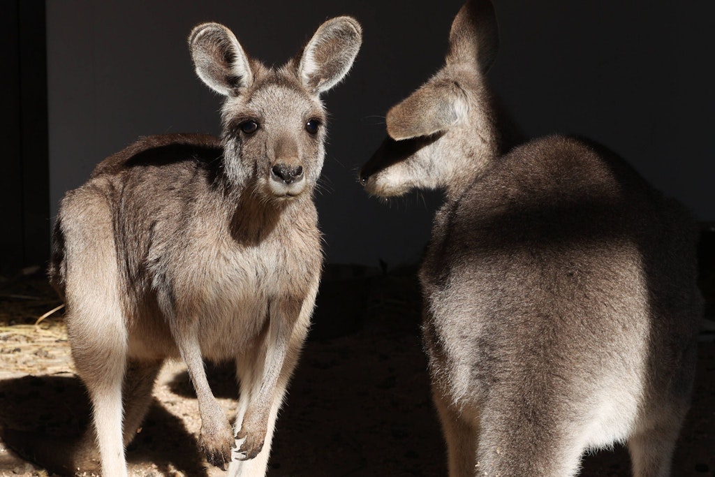 Zwei Bennett-Kängurus in einem Zoo (Symbolfoto): Solche Tiere wurden im Tierpark Luckenwalde von einem Fuchs getötet.