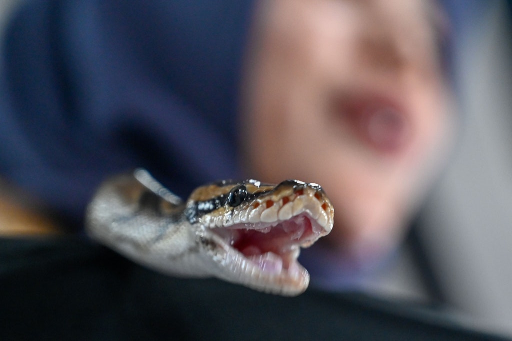 Eine Riesen-Python hat in Australien einen Fünfjährigen attackiert und ihn in den Pool gerissen.