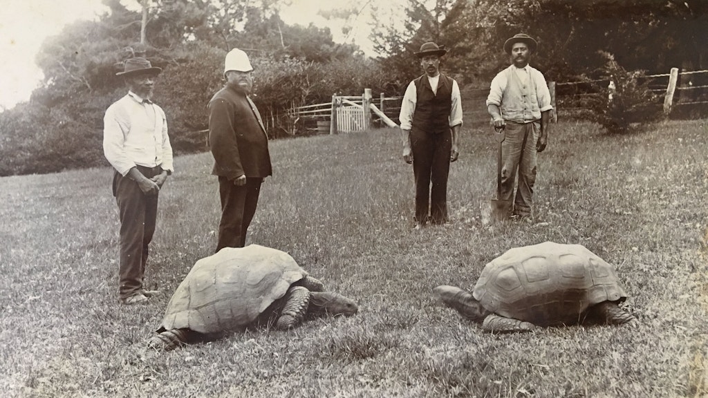 Das im späten 19. Jahrhundert aufgenommene Foto zeigt Jonathan im Garten der Gouverneurs-Residenz auf der Insel St. Helena.
