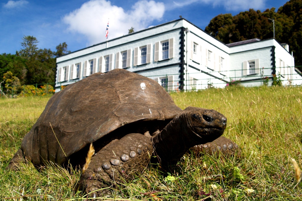 Jonathan (190), die älteste Schildkröte der Welt, lebt im Garten der Gouverneurs-Residenz.