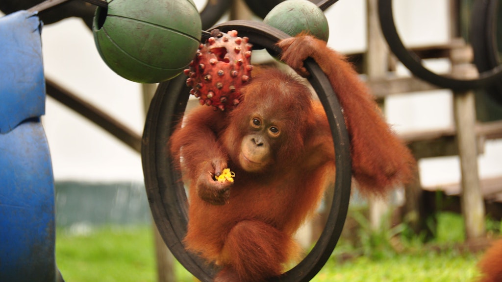 Orang-Utan Ben lebte viele Jahre im Rettungszentrum von BOS. Auf dem Bild von 2014 ist er vier Jahre alt.