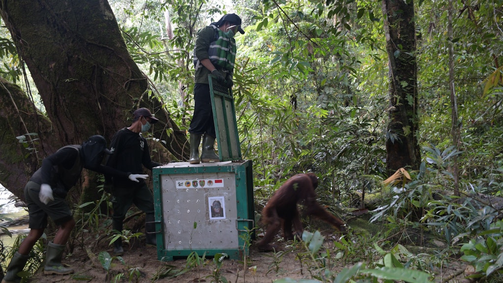 Die Aufnahme zeigt den Orang-Utan Ben bei seinen ersten Schritten in Freiheit im Bukit Baka Bukit Raya Nationalpark in Zentral-Kalimantan. Er ist der 500. Orang-Utan, den die BOS Foundation seit 2012 ausgewildert hat.