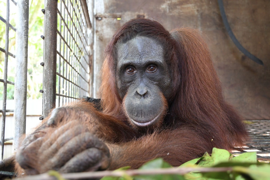 Auch Orang-Utan Gonzales wurde von BOS ausgewildert.