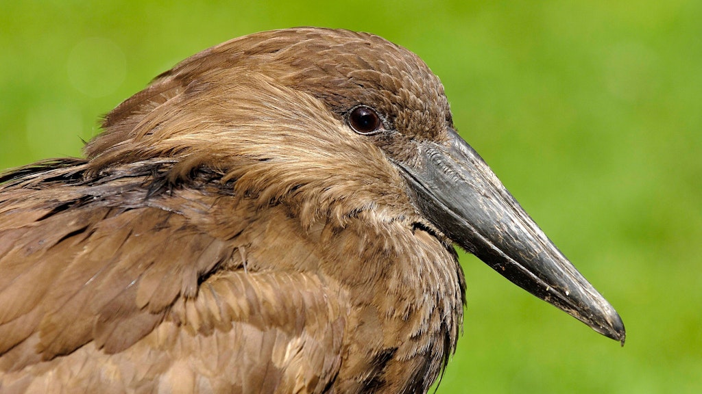 Bei einem verstorbenen Hammerkopf wurde das H5N1-Virus im Berliner Zoo nachgewiesen.