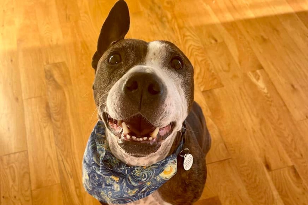 Der Pitbull-Mix macht seinem Namen Van Gogh alle Ehre und schafft Kunstwerke, die auf Facebook verkauft werden.