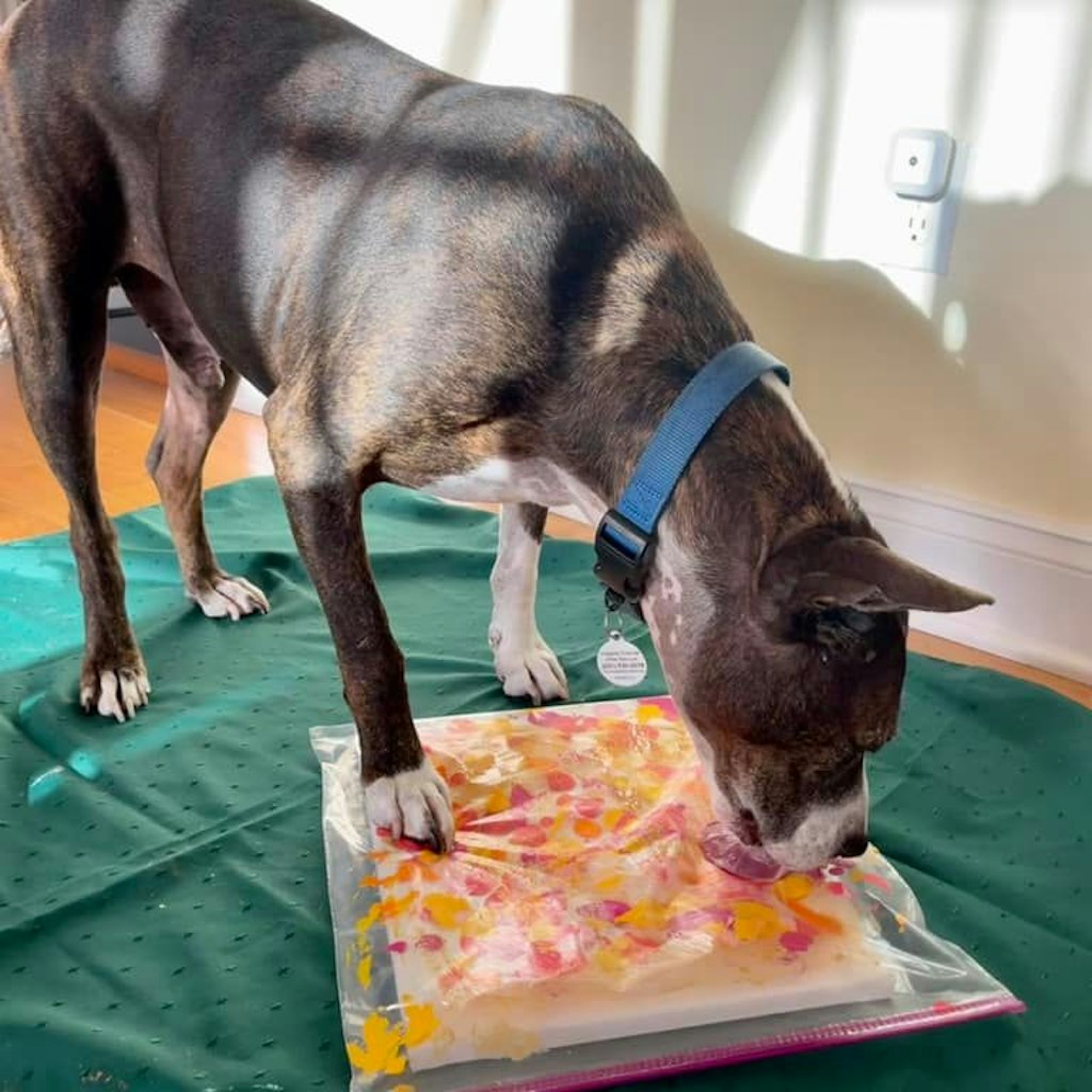 Ein Pitbull-Boxer-Mix Van Gogh zaubert erstaunliche Kunstwerke auf die Leinwand.