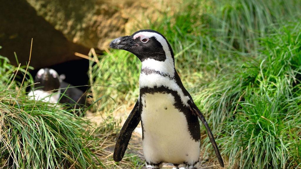 Auch die süßen Brillenpinguine wären von der Tötung aller Vögel im Zoo betroffen, sollte die EU-Regelung zum Einsatz kommen.
