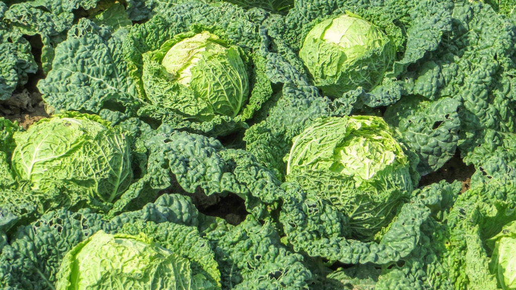 Wirsing gab es reichlich in Omas Garten.
