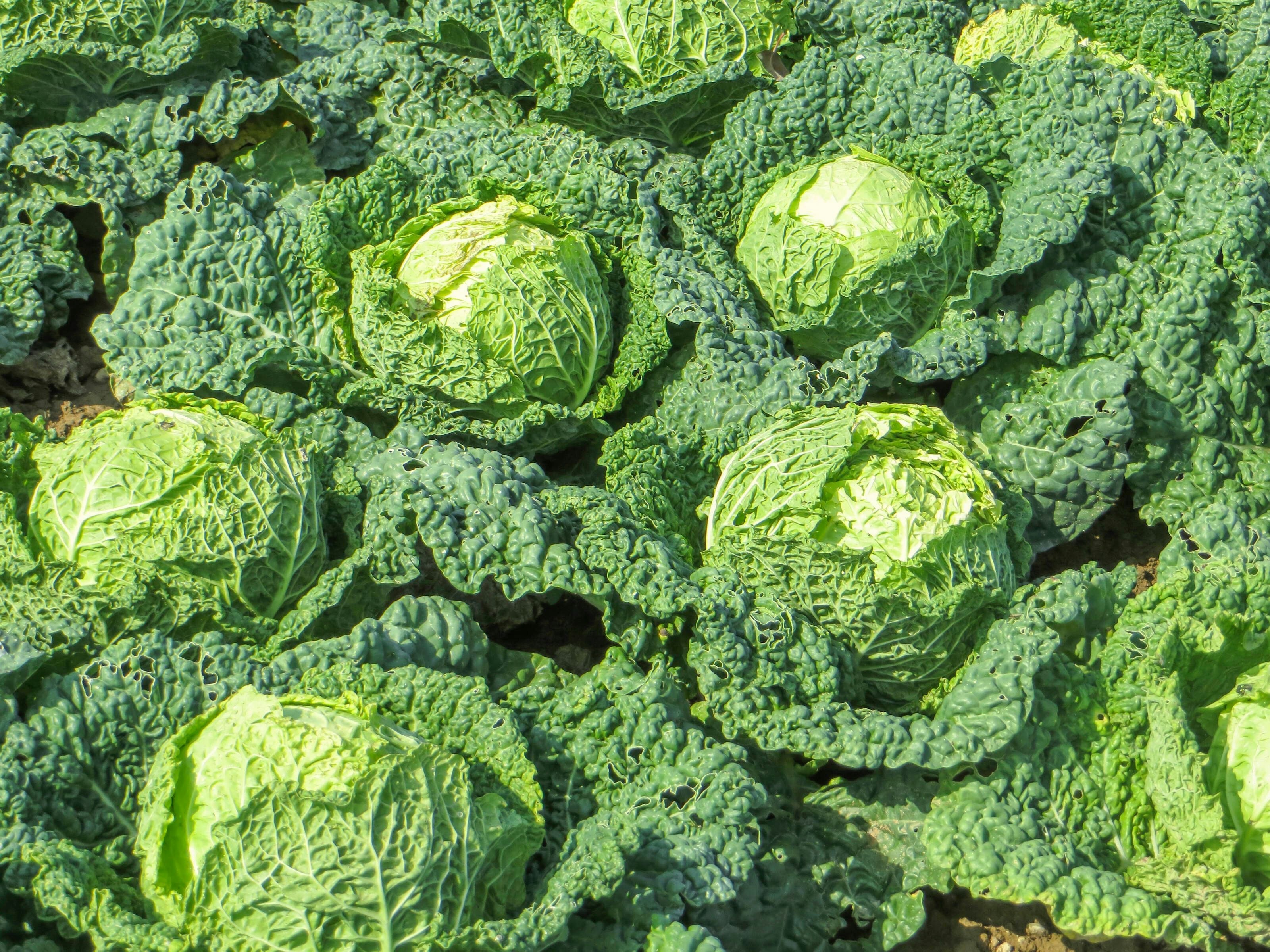 Nach Omas Rezept: Gefüllter Wirsing mit Hackfleisch und pikanter Soße ...