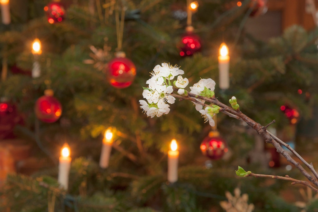 Barbarazweige werden am 4. Dezember geschnitten und ins Haus geholt. Damit sie bis Heiligabend erblühen, brauchen die Zweige einen Kälteschock.