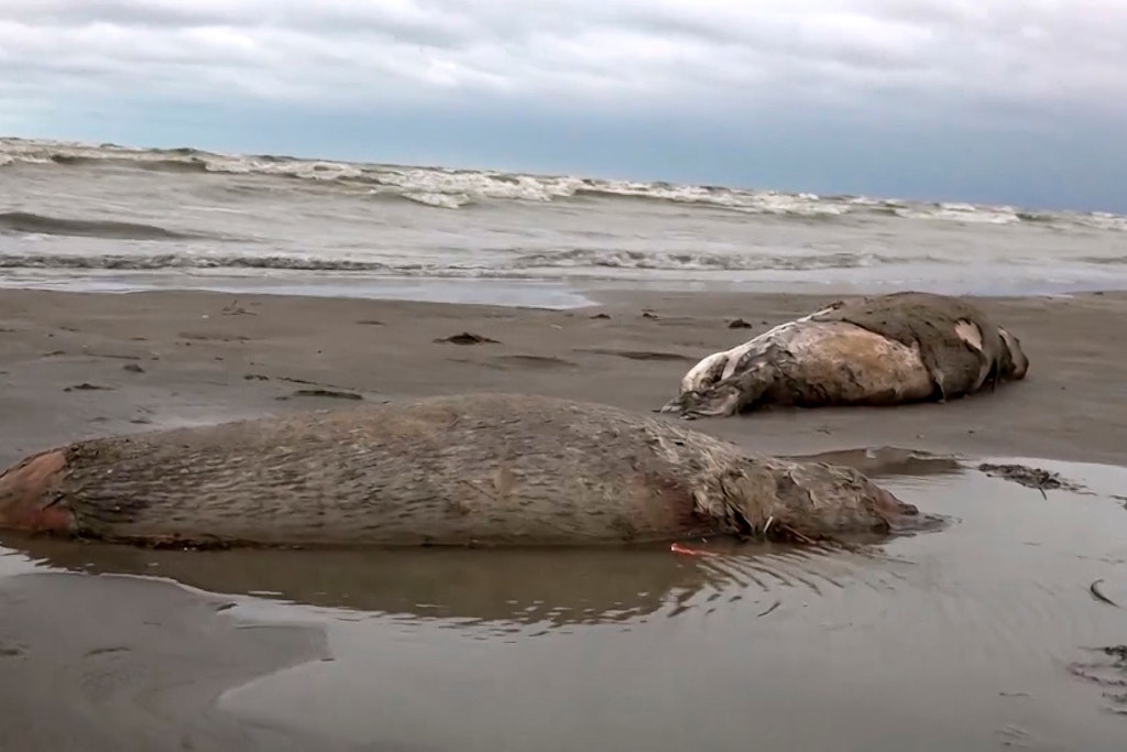 Zwei tote Robben liegen am Strand des Kaspischen Meeres in Dagestan.