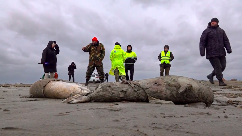Journalisten und Mitarbeiter der Interdistriktalen Umweltstaatsanwaltschaft untersuchen am Strand des Kaspischen Meeres die toten Robben.