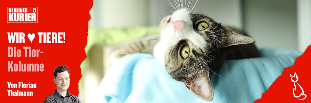 Igor gehört zu den Diabetes-Katzen, die momentan sehnsüchtig auf ein neues Zuhause warten.