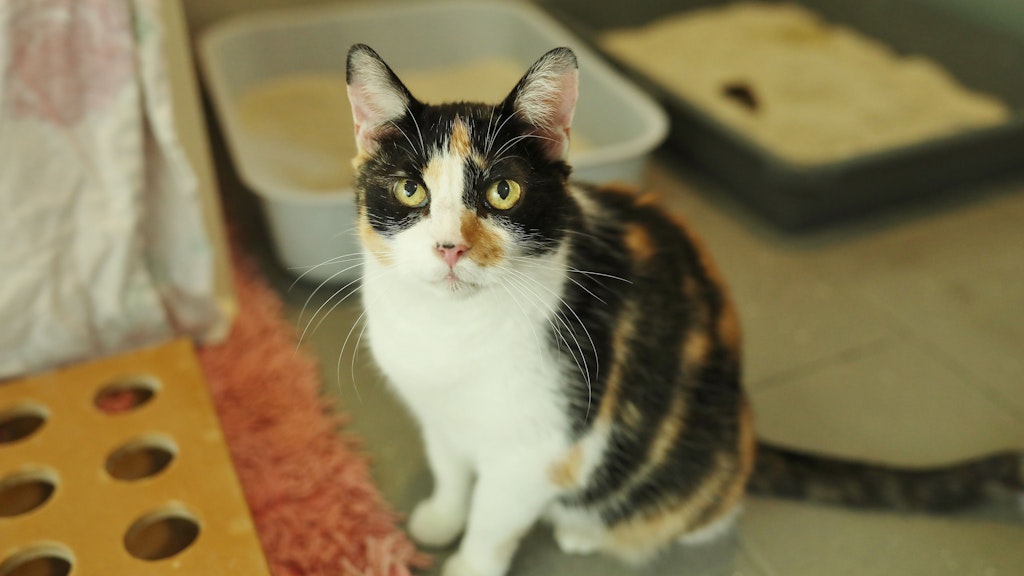Einfach süß, aber im doppelten Sinn: Lilly wartet sehnsüchtig auf ein neues Zuhause.
