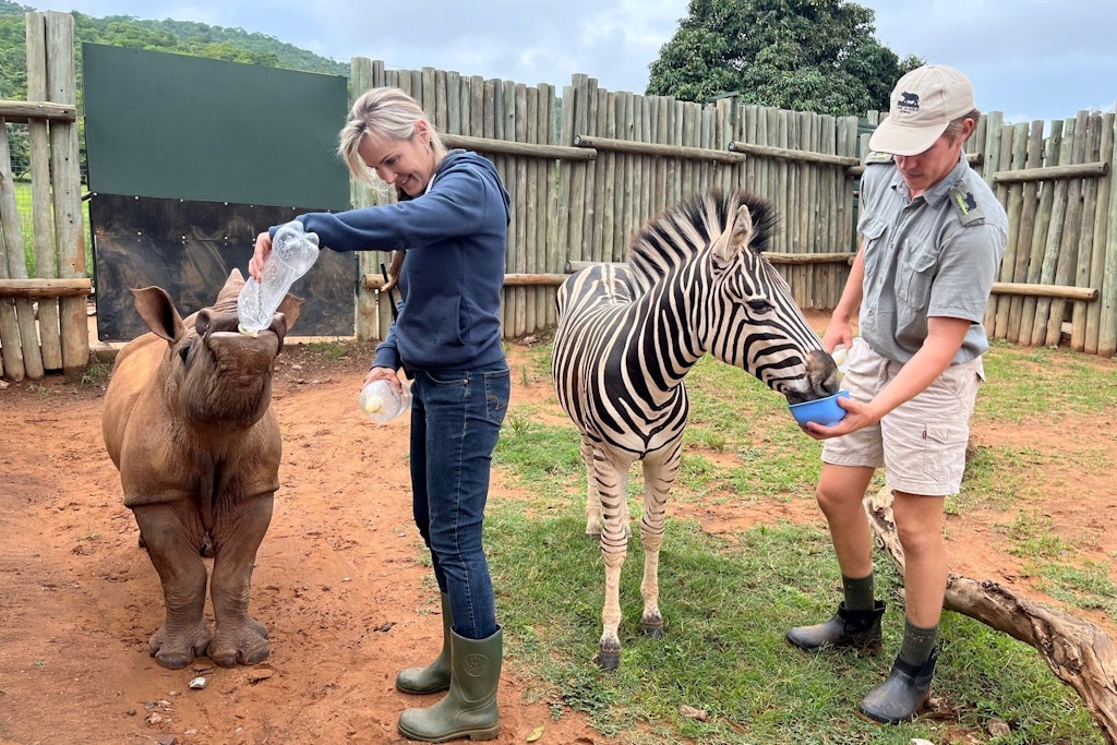 Nashorn-Baby Daisy und Zebra-Baby Modjadji trinken ihre Milch immer zusammen und werden von Petronel Nieuwoudt, Gründerin von „Care for Wild“, und Tierpfleger Blake Beukes gefüttert.