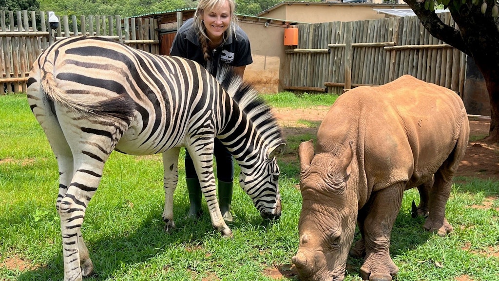 Nashorn-Baby Daisy und Zebra-Baby Modjadji auf ihrem täglichen Spaziergang durchs Gehege, hier mit der Gründerin von „Care for Wild“, Petronel Nieuwoudt. 