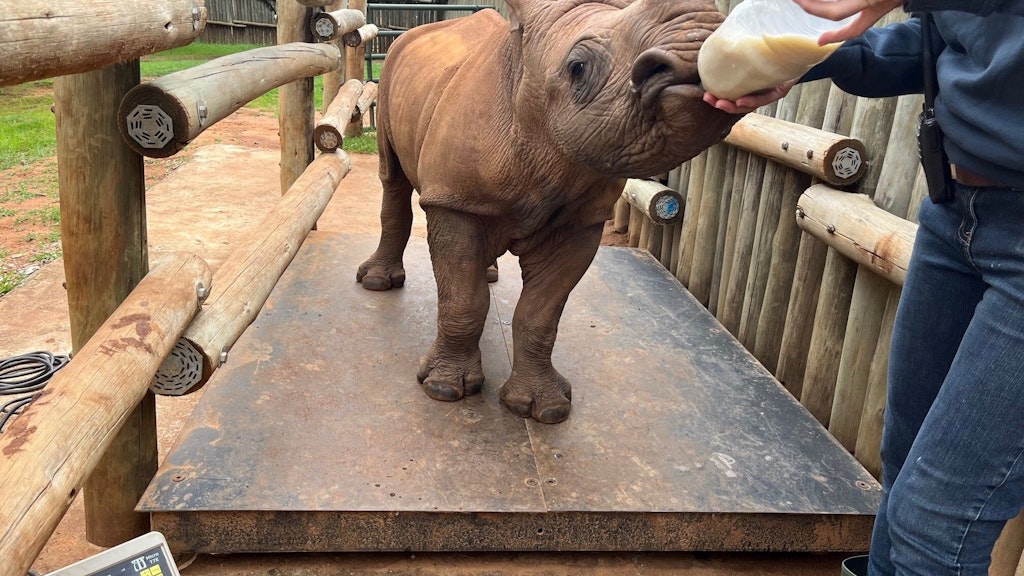 Das verwaiste Nashorn-Baby Daisy wird bei der Fütterung gleichzeitig gewogen. Das Tier ist elf Monate alt und wiegt 250 kg. 