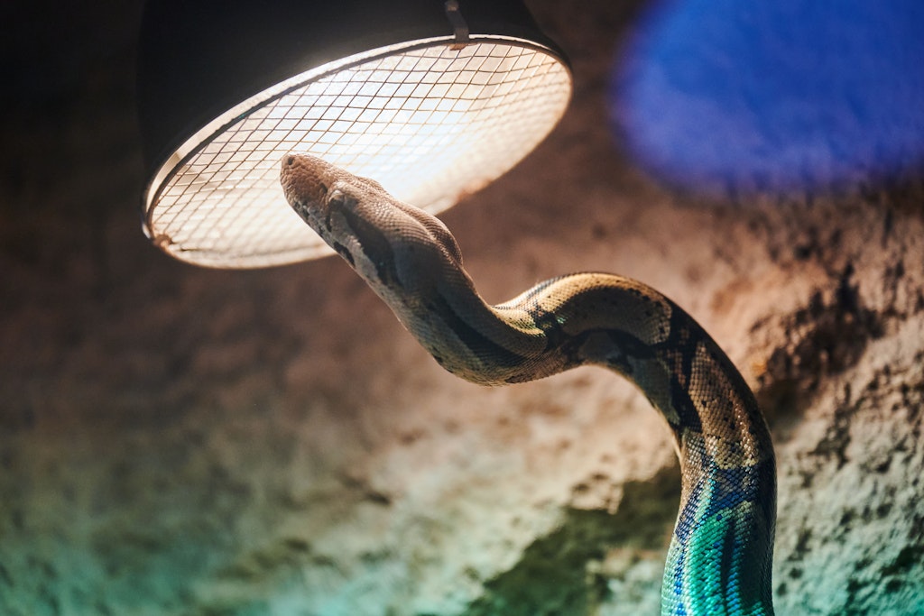 Schön warm! Der Python, den die Tierheim-Leute „Ka“ getauft haben, unter einer Lampe.