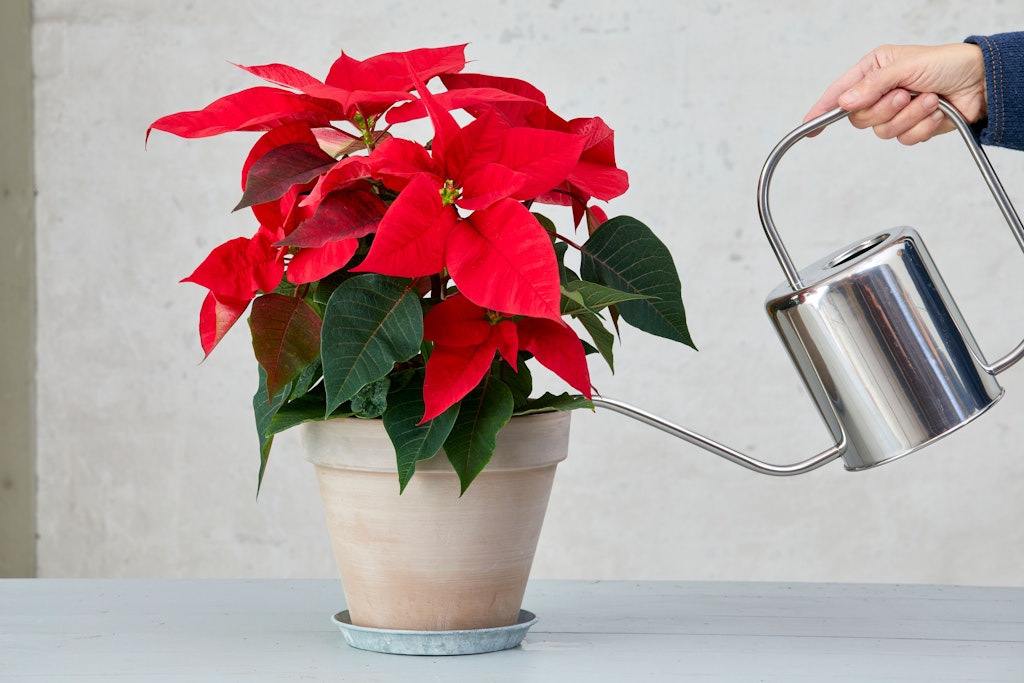 Der Weihnachtsstern wird am besten mit nicht zu viel und nicht zu wenig Gießwasser versorgt.