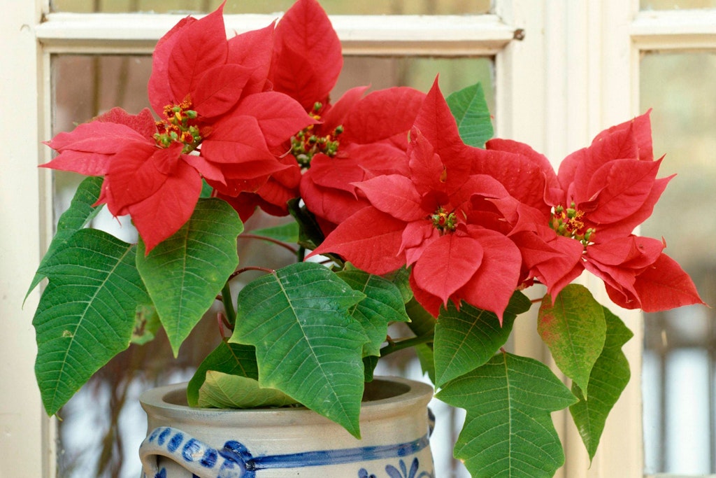 Wunderschön, aber giftig: der Weihnachtsstern