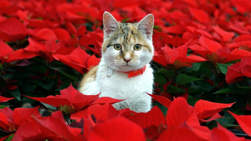 Fehlt ihnen Katzengras, können Katzen schon mal an anderen Zimmerpflanzen knabbern – etwa am Weihnachtsstern. Aber das ist giftig.