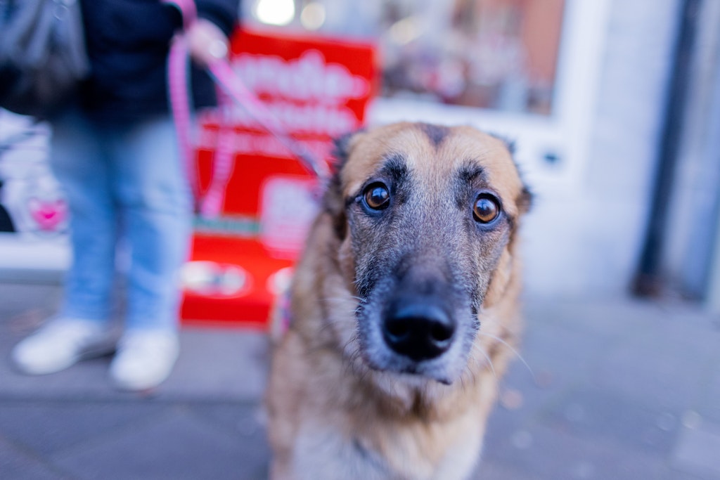 Hündin Josy und ihre Besitzerin stehen vor der Tiertafel Düsseldorf. Die Tiertafel unterstützt bedürftige Tierbesitzer. Mit steigenden Lebenserhaltungskosten steigt auch die Armut auf vier Pfoten. 