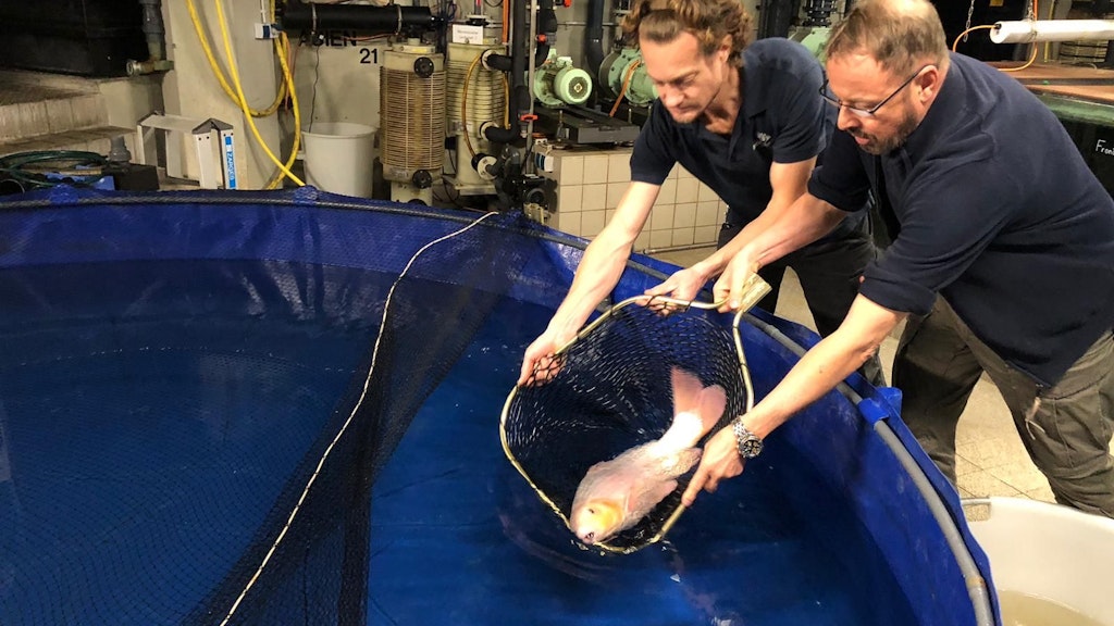 Mitarbeiter des Berliner Zoos kümmern sich um einen Koi. Drei Kois wurden nach dem Platzen des Aquariums in einem Berliner Hotel in den Zoo gebracht. 