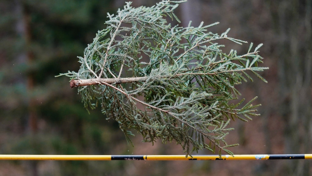 Wer wirft den Weihnachtsbaum am höchsten und am weitesten? Diese Frage wird alljährlich im rheinland-pfälzischen Weidenthal beantwortet. 
