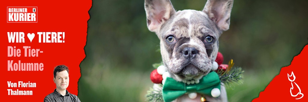 Tiere, die am Heiligabend verschenkt werden, landen nach Weihnachten oft auf der Straße.