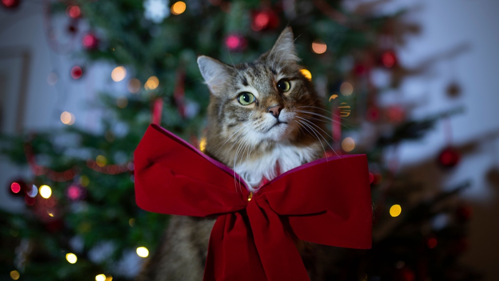 Tiere gehören nicht als Geschenke unter den Tannenbaum.