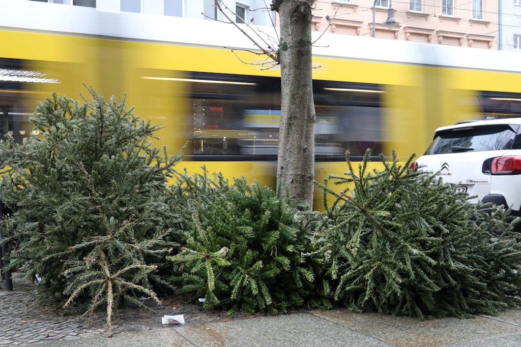 Abgeschmückte Weihnachtsbäume warten auf Abholung durch die BSR.