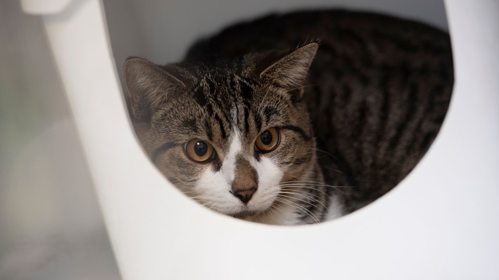 Eine Katze sitzt in einer Box im Tierheim Berlin. Sie gehört zu den Fundtieren, die zu Weihnachten im Tierheim aufgenommen wurden.