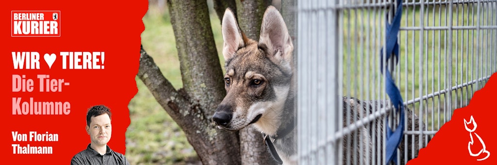 Nach den Besitzern dieses wunderschönen Hundes suchen die Tierschützer des Berliner Tierheims noch.