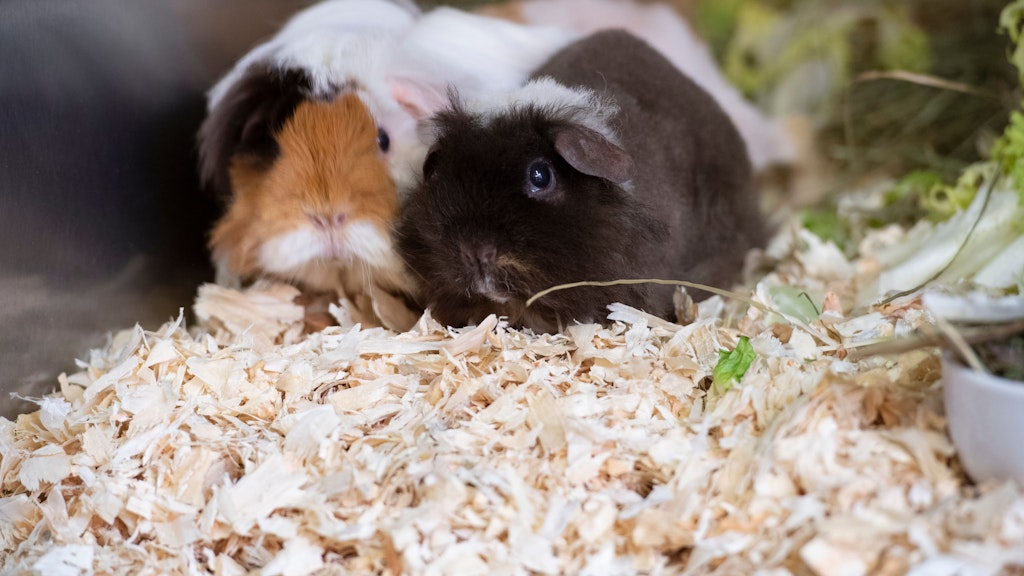 Auch diese beiden Meerschweinchen wurden über Weihnachten ausgesetzt - ihr Schicksal rührt Tier-Freunde zu Tränen.