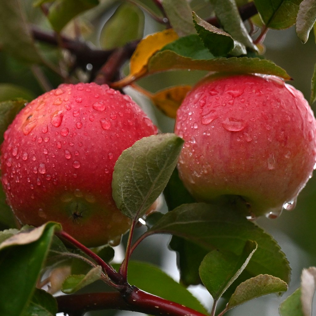 Der Apfel fällt bekanntlich nicht weit vom Stamm.