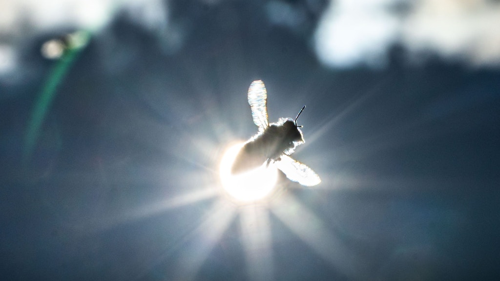 Eine Honigbiene fliegt in der Sonne zurück zu ihrem Stock. (Archivfoto) 
